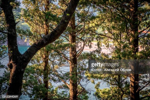 blue sea with sun reflections trough the trees - sveti stefan stock-fotos und bilder