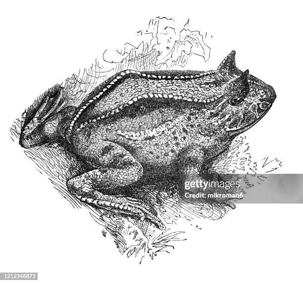 horned frog (ceratophrys ornata) - species - species, classification of batrachians and other amphibia. antique illustration, published 1894 - horned frog stock pictures, royalty-free photos & images