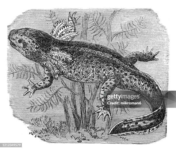 axolotl (larval stage) - species, classification of batrachians and other amphibia - osseous fishes. antique illustration, published 1894 - axolotl stock pictures, royalty-free photos & images