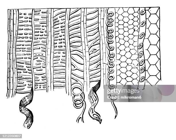 old engraved illustration of longitudinal section of vascular bundle im the balsam, botany - structure of plants. antique illustration, popular encyclopedia published 1894. copyright has expired on this artwork - balsam fir tree stock pictures, royalty-free photos & images