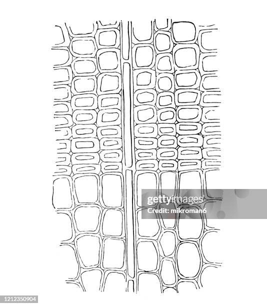 Section Drawing Roots Roots Cross Section Drawing Imagens e fotografias de stock - Getty Images