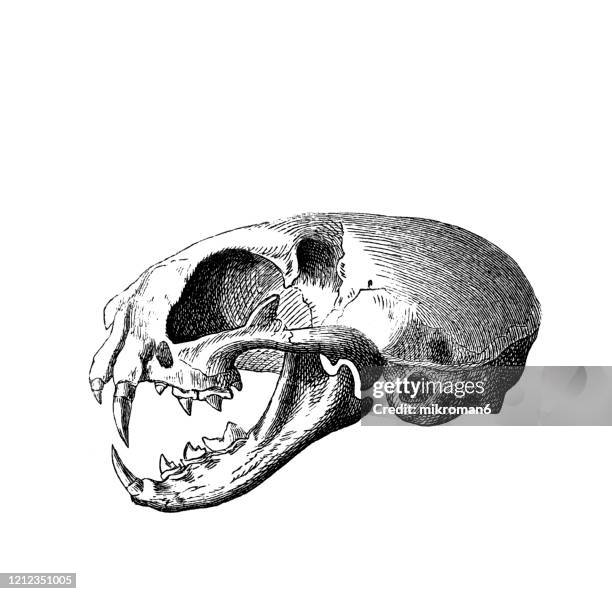 old engraved illustration of skull of cat - carnivorus animal. antique illustration, popular encyclopedia published 1894. copyright has expired on this artwork - animal skull stock-fotos und bilder