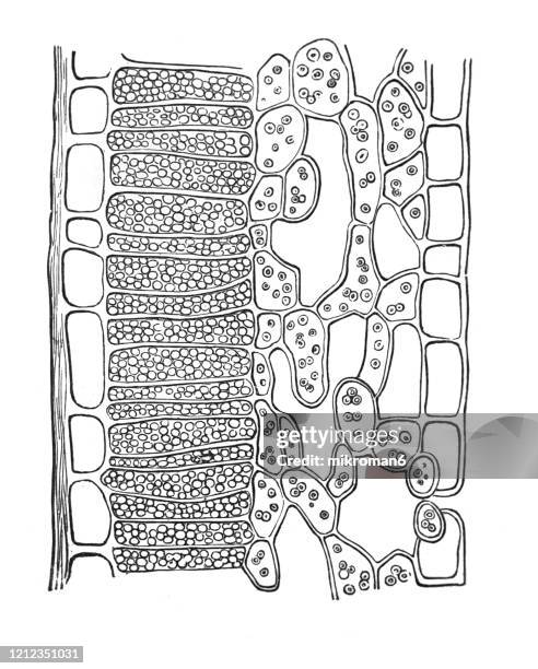 Beech Tree Section Tree Roots Cross Section Photos and Premium High Res Pictures - Getty ...
