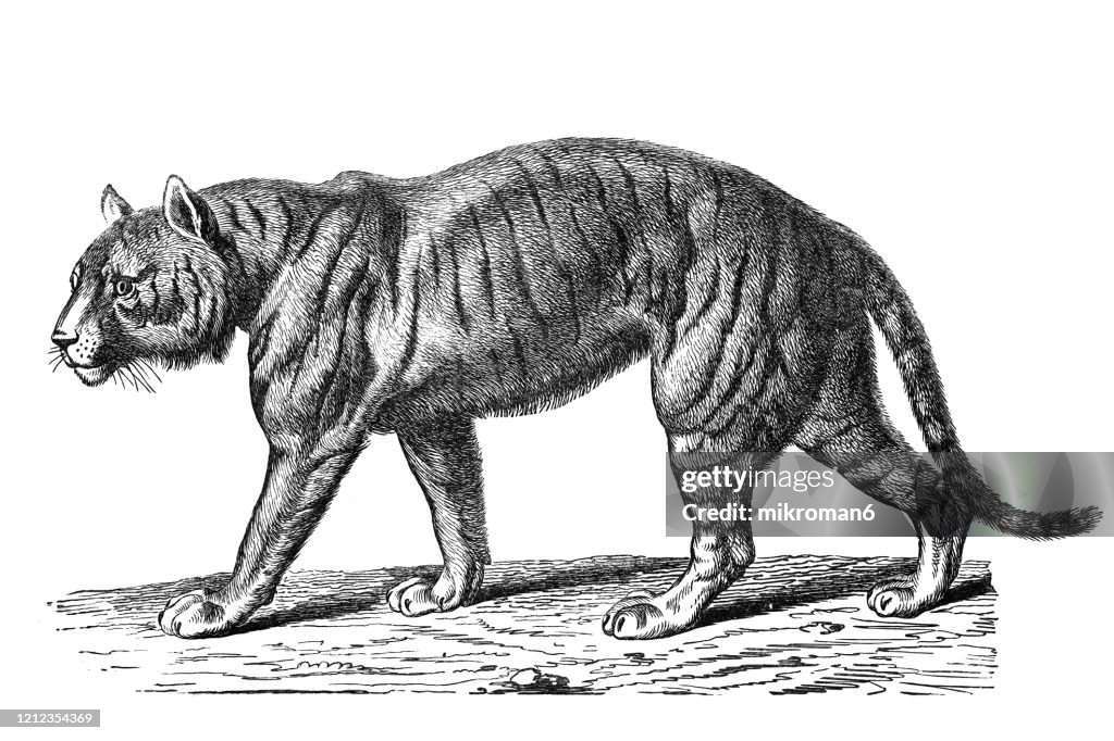 Old engraved illustration of Tiger - Carnivorus Animals. Antique Illustration, Popular Encyclopedia Published 1894. Copyright has expired on this artwork