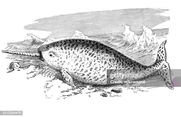 old engraved illustration of narwhal - cetacea, edentata animal. antique illustration, popular encyclopedia published 1894. copyright has expired on this artwork - narval fotografías e imágenes de stock