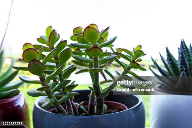 jade plant, lucky plant, money plant or money tree, (crassula ovata) - pachira aquatica foto e immagini stock