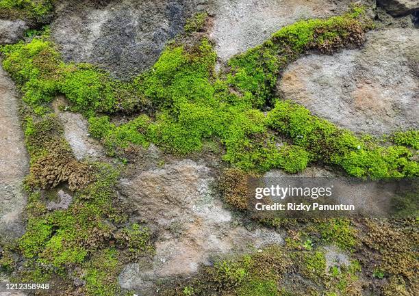 moss on a stone wall - moos stock-fotos und bilder