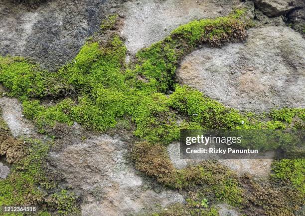full frame shot of moss on stone wall - moos stock-fotos und bilder
