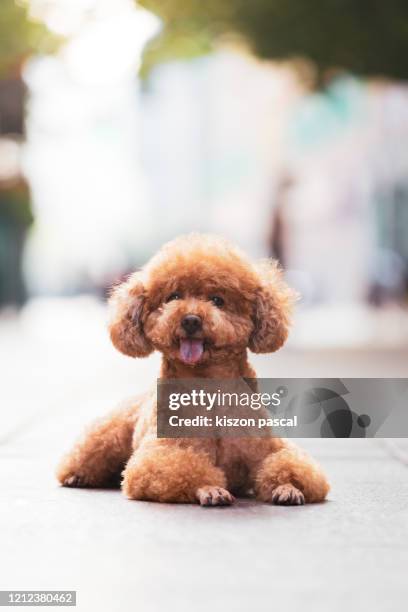 front view of a cute poodle dog waiting in the street . - brown poodle stockfoto's en -beelden