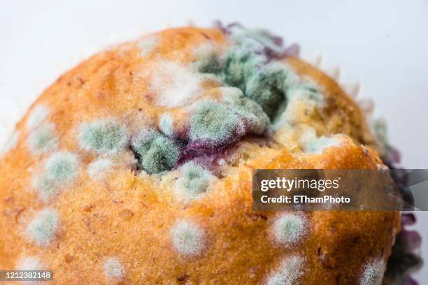 【開封したため出品停止中】You Found Me Moldy Muffin close-up-of-fungi-on-a-mouldy-