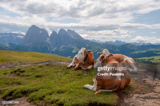 cows on a mountain pasture, alpe di siusi, sud tirolo, bolzano, italy - abondance stock pictures, royalty-free photos & images