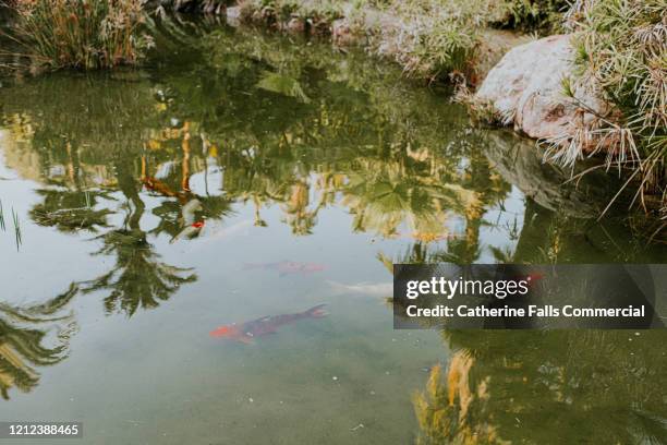 koi carp in a pond - reflecting pool stock pictures, royalty-free photos & images