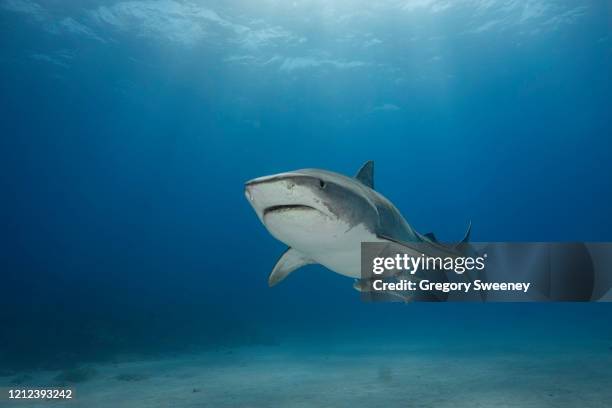 tiger shark swims over sand bottom front view - tiger shark fotografías e imágenes de stock