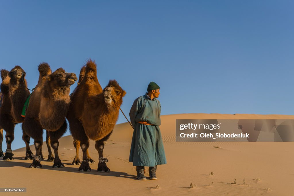 Man leading caravan of Bactrian camel in the Gobi Desert at sunset