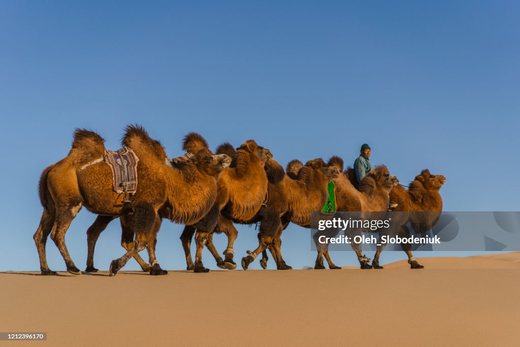 Mann führt Karawane von baktrischen Kamel in der Wüste Gobi bei Sonnenuntergang