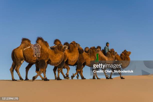 mann führt karawane von baktrischen kamel in der wüste gobi bei sonnenuntergang - glendale arizona stock-fotos und bilder