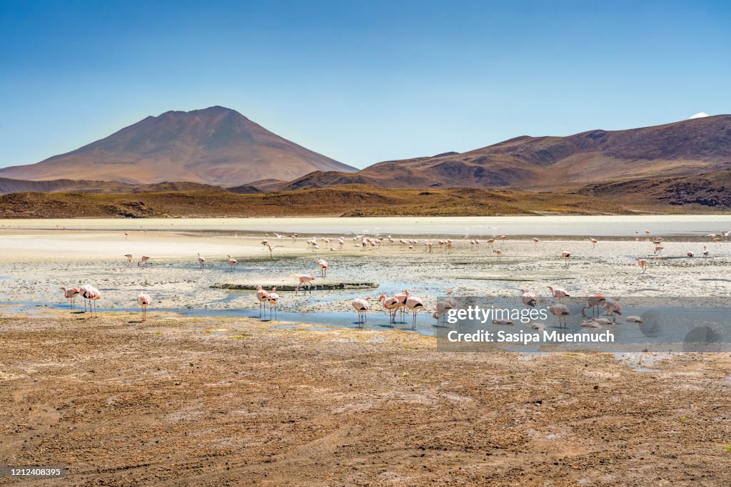 A Flock of wild flamingos at Antiplanic lagoon with the mountain on background, Bolivia