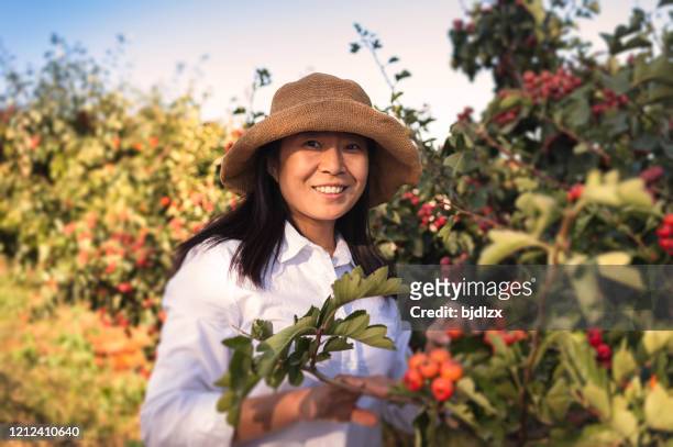 asian girls smile happily in hawthorn orchard - hawthorn,_victoria stock pictures, royalty-free photos & images