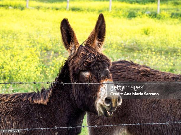 donkeys in a meadow with green grass and yellow flowers in spring - barbed wire fencing stock pictures, royalty-free photos & images