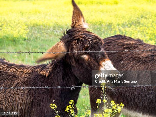 Spring Donkey Stubborn Donkey Photos and Premium High Res Pictures - Getty Images