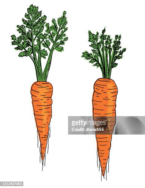 illustrations, cliparts, dessins animés et icônes de carottes fraîches dessinées à la main - carotte