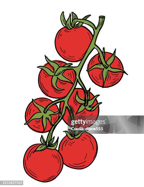 illustrations, cliparts, dessins animés et icônes de tomates fraîches dessinées à la main - tomate ancienne