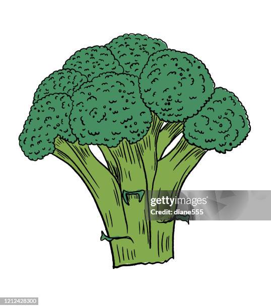 ilustrações, clipart, desenhos animados e ícones de brócolis fresco desenhado à mão - brócolis