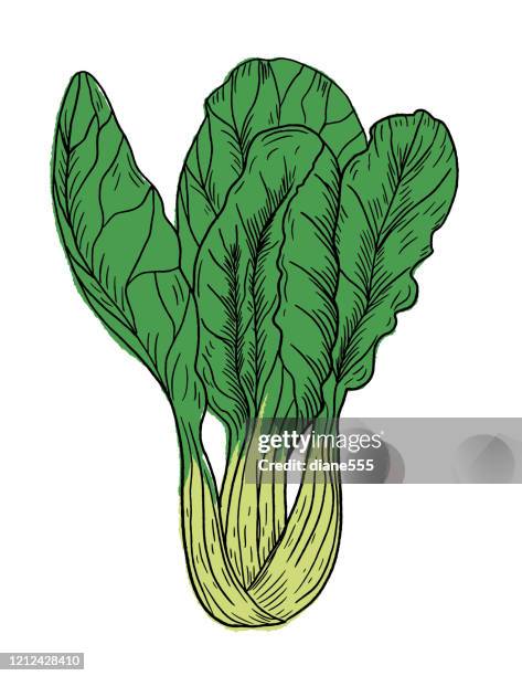 ilustrações de stock, clip art, desenhos animados e ícones de hand drawn fresh bok choy - chinese cabbage