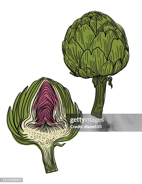 hand drawn fresh artichoke - artichoke stock illustrations