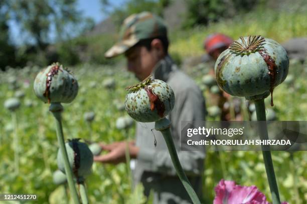 Farmer harvests opium sap from a poppy field in the Darra-i-Nur District of Nangarhar province on May 10, 2020.