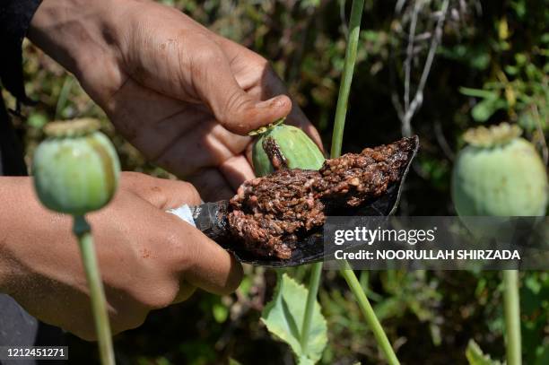 Farmer harvests opium sap from a poppy field in the Darra-i-Nur District of Nangarhar province on May 10, 2020.