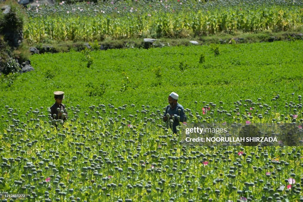 TOPSHOT-AFGHANISTAN-CONFLICT-DRUGS