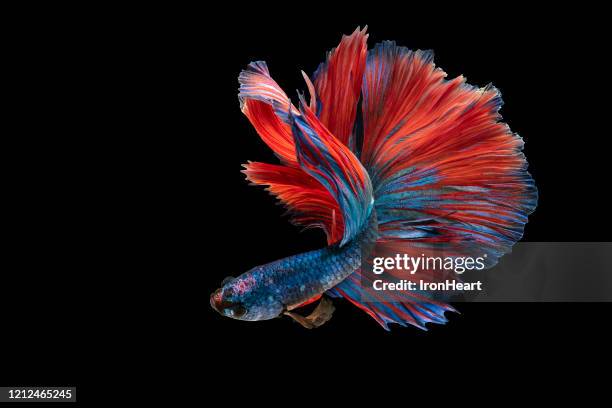 thai betta fish siamese half moon. - siamese fighting fish fotografías e imágenes de stock