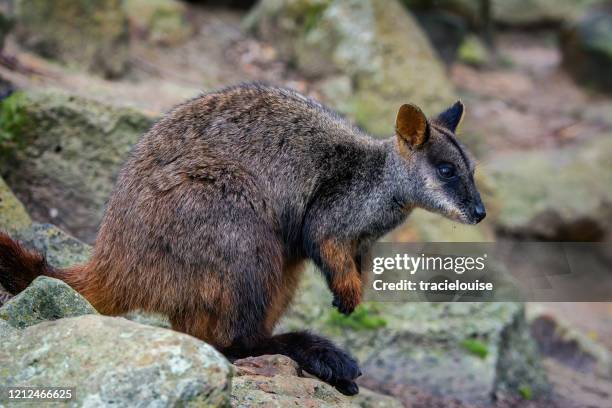 wallaby delle rocce dalla coda a spazzola - wallaby foto e immagini stock