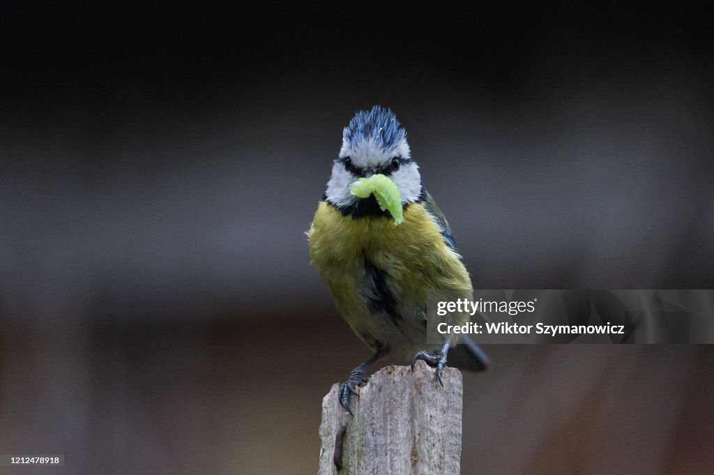 Blue Tits Nesting in London