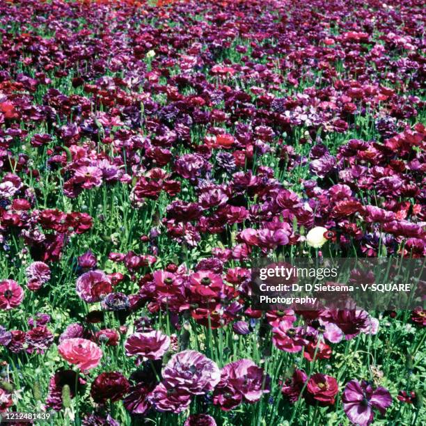 giant tecolote ranunculus flowers - carlsbad kalifornien stock-fotos und bilder
