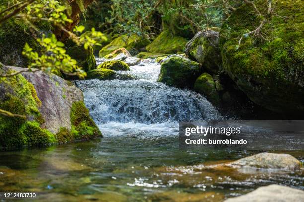 a fast flowing glacial river in the new zealand milford sound region - te anau stock pictures, royalty-free photos & images