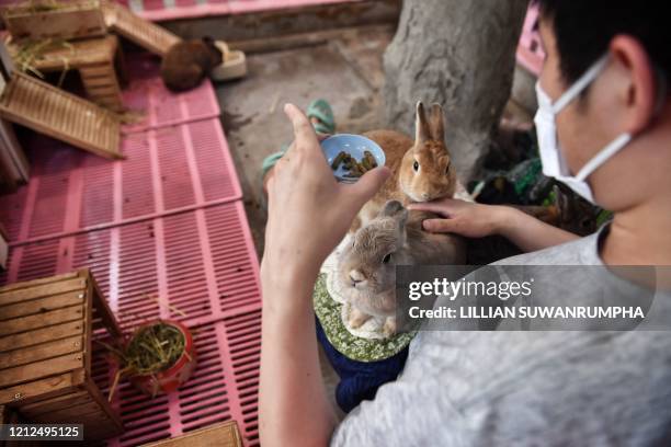 Customer in face mask feeds rabbits at the reopened Rabbito Cafe, following temporary closure due to concerns of the COVID-19 coronavirus epidemic,...