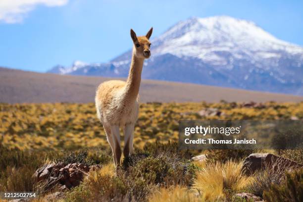 vicuña in the altiplano landscape - antofagasta fotografías e imágenes de stock