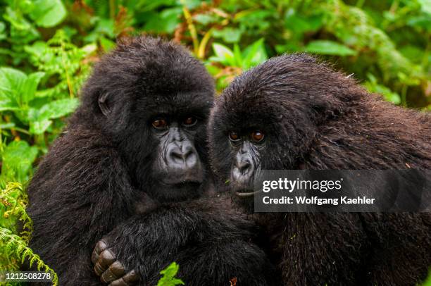 Two young sibling Mountain gorillas huddling in the rain in Virunga National Park in Rwanda.