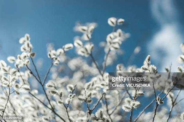fluffy white pussy willow catkin at sunlight and dark blue sky background - pussy willow stock pictures, royalty-free photos & images