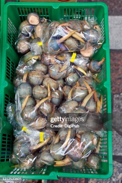 arrowhead (sagittaria sagittifolia) being sold at yokohamabashi market - sagittaria sagittifolia stock pictures, royalty-free photos & images