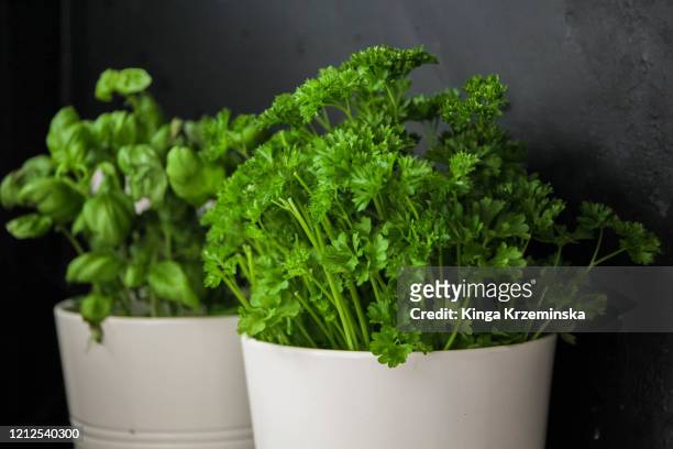 herb pots - parsley stock-fotos und bilder