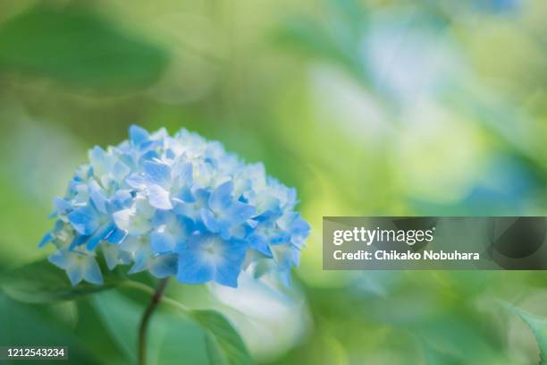 hydrangea in rainy season - rainy season stock pictures, royalty-free photos & images