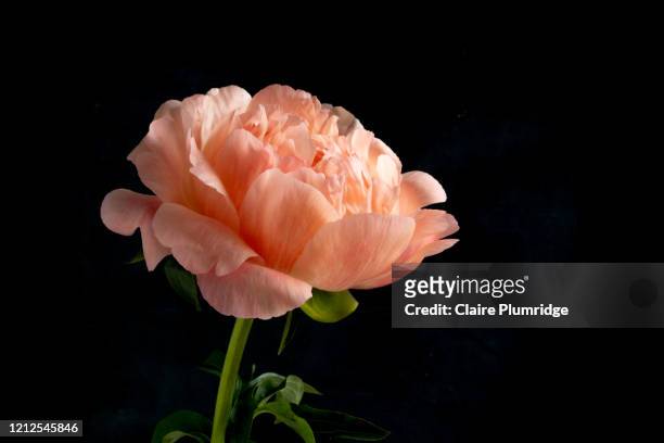 single coral peony in bloom against a dark background. - coral colored photos et images de collection