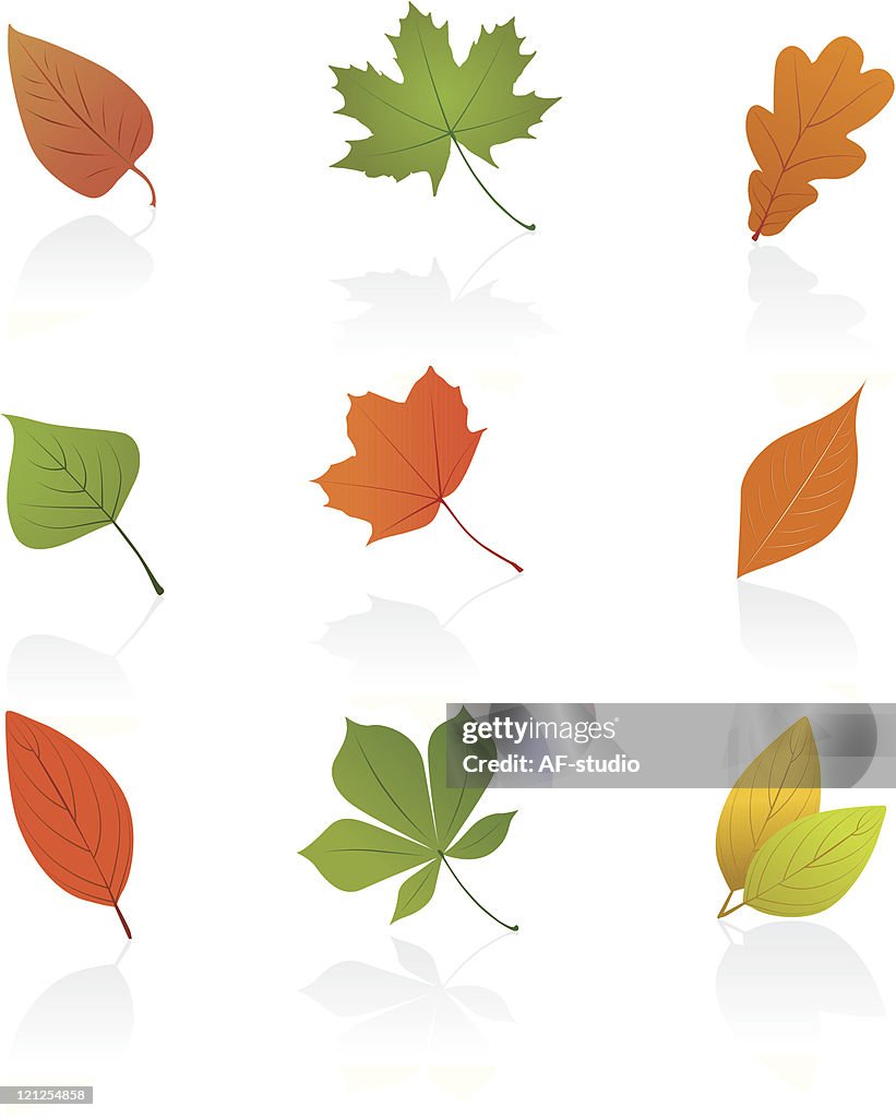 Set of autumn leafs