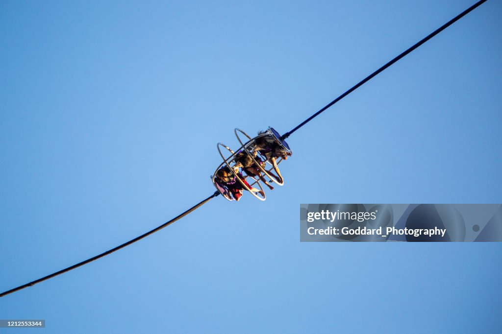 New Zealand: Bungy Ride in Auckland