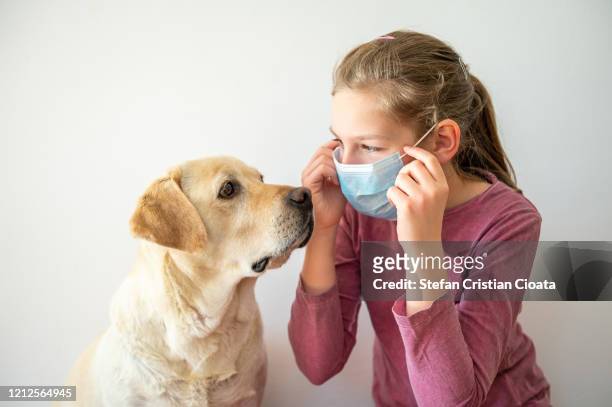 girl putting on a medical protective mask near her labrador - human body part stock pictures, royalty-free photos & images