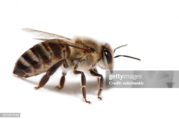 Capensis Bee Apis Mellifera Capensis Photos and Premium High Res Pictures - Getty Images