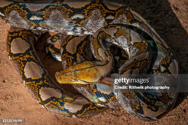 reticulated python - netzpython stock-fotos und bilder